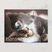 Funny Cats squeeze hug Postkarte (Vorderseite)