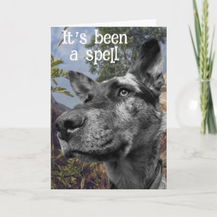 Funny Cattle Hund Head Foto farbenfroh Hintergrund Karte