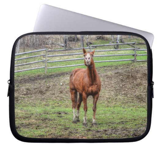 Funny Chestnut Stallion Horse Foto Laptopschutzhülle (Vorderseite)