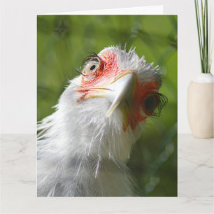 FUNNY CHICKEN BIRTHDAY GREETING CARD KARTE