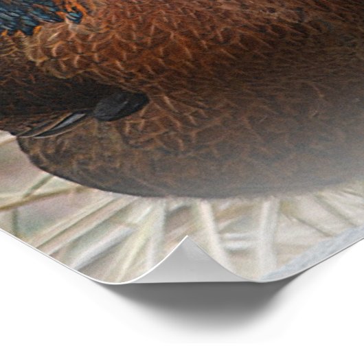 Funny Chickens Poster (Ecke)