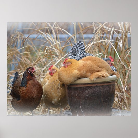 Funny Chickens Poster (Vorne)