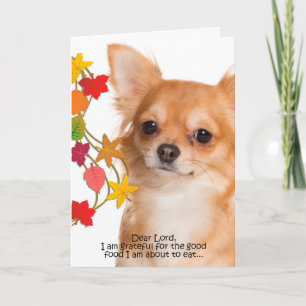 Funny Chihuahua Erntedank Card Feiertagskarte