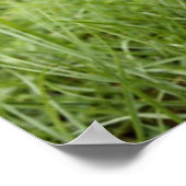 Funny Chihuahua Mustache Poster (Ecke)