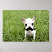 Funny Chihuahua Mustache Poster (Vorne)