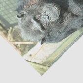 FUNNY CHIMP SEIDENPAPIER (Ausschnitt)