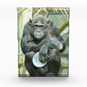 FUNNY CHIMPANZEE FOTOBLOCK (Vorderseite)