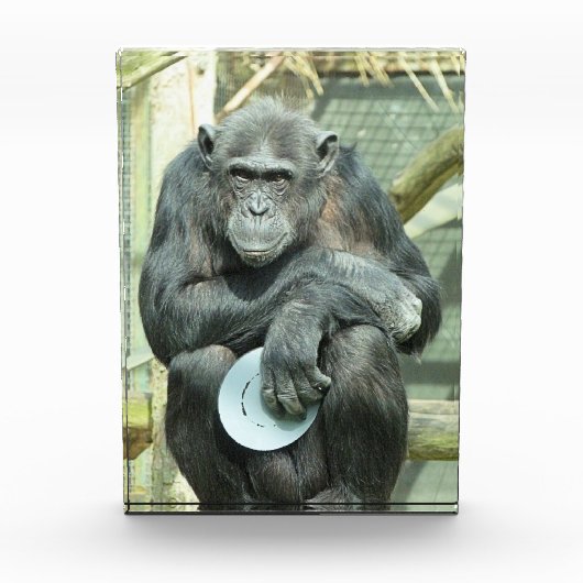 FUNNY CHIMPANZEE FOTOBLOCK (Vorderseite)