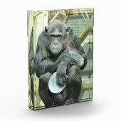FUNNY CHIMPANZEE FOTOBLOCK (Links)