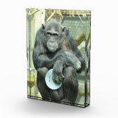 FUNNY CHIMPANZEE FOTOBLOCK (Rechts)
