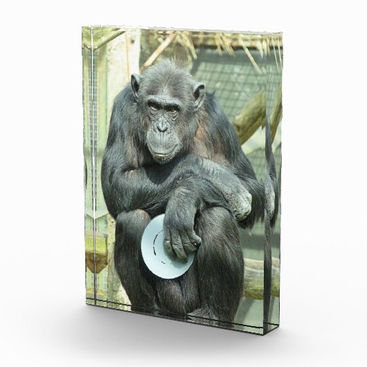 FUNNY CHIMPANZEE FOTOBLOCK (Rechts)