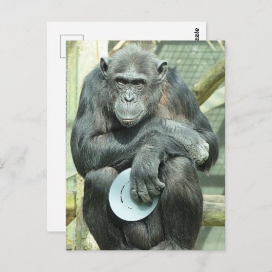FUNNY CHIMPANZEE POSTKARTE (Vorne/Hinten)