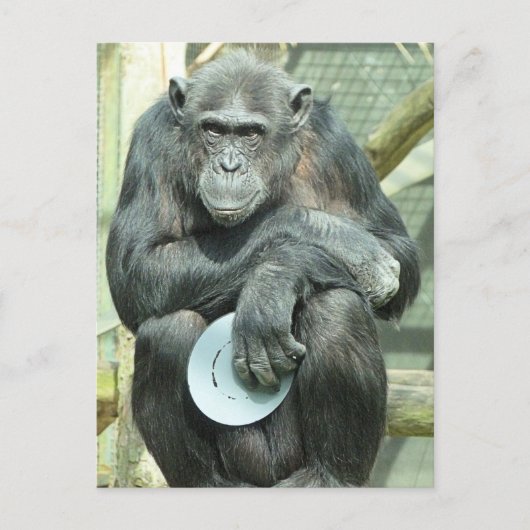 FUNNY CHIMPANZEE POSTKARTE (Vorderseite)