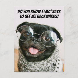 Funny Chinese Pug Cute Puppy Dog Animal Theory  Feiertagspostkarte