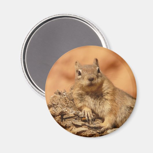 Funny chipmunk liegt auf einem Felsen Magnet (Vorderseite/Rückseite)