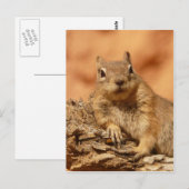 Funny chipmunk liegt auf einem Felsen Postkarte (Vorne/Hinten)