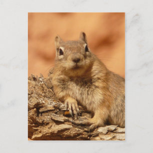 Funny chipmunk liegt auf einem Felsen Postkarte