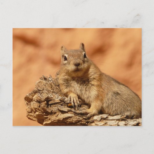 Funny chipmunk liegt auf einem Felsen Postkarte (Vorderseite)