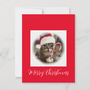 Funny Christmas Cat Holding Candy Cane Feiertagskarte