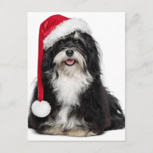 Funny Christmas Havanese Dog With Santa Hat Feiertagspostkarte