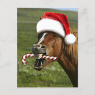 Funny Christmas horse with Santa Smiling Postkarte
