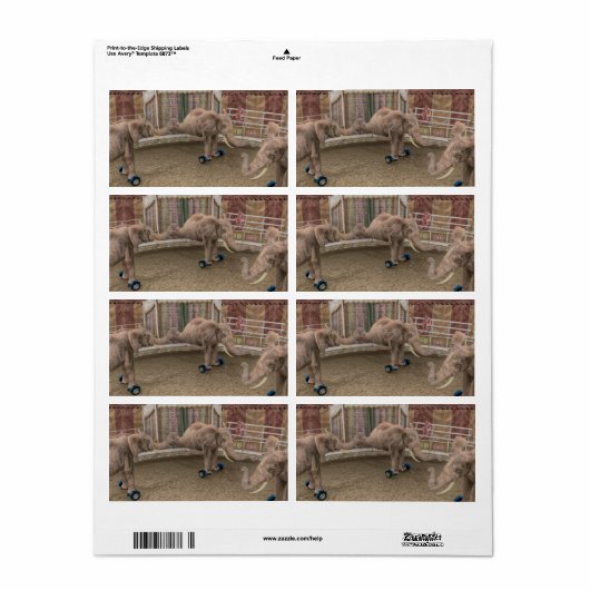 Funny Circus Elephants (Vorne)