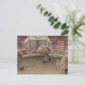 Funny Circus Elephants Postkarte (Stehend Vorderseite)