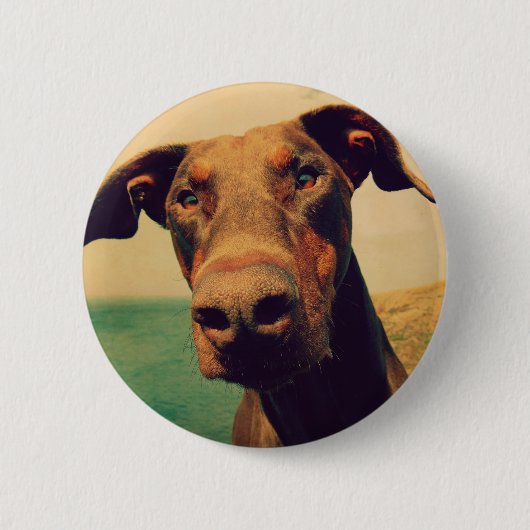 Funny Closeup of a Natural Doberman Dog Button (Vorderseite)