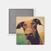 Funny Closeup of a Natural Doberman Dog Magnet (Vorderseite/Rückseite)