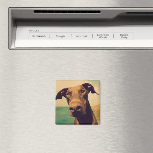 Funny Closeup of a Natural Doberman Dog Magnet (In Situ (Geschirrspüler))