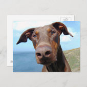Funny Closeup of a Natural Doberman Dog Postkarte (Vorne/Hinten)