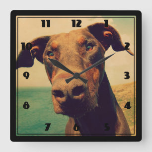 Funny Closeup of a Natural Doberman Dog Quadratische Wanduhr