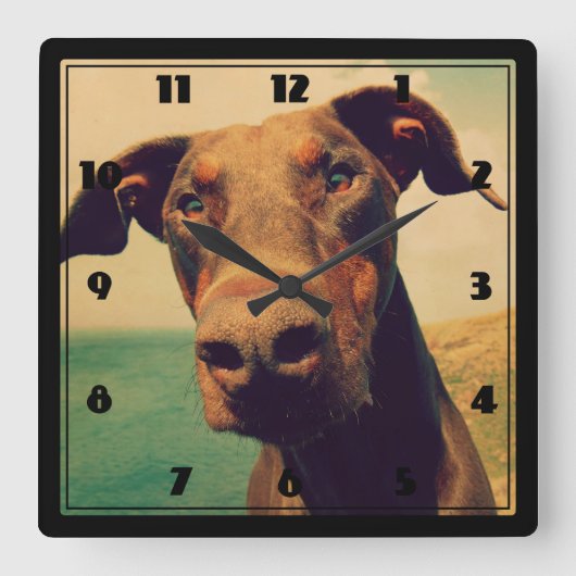 Funny Closeup of a Natural Doberman Dog Quadratische Wanduhr (Vorderseite)