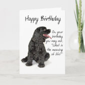 Funny Cocker Spanel Birthday Card Karte (Vorderseite)