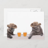 Funny Cowboy Katzen trinken Bier Postkarte (Vorne/Hinten)