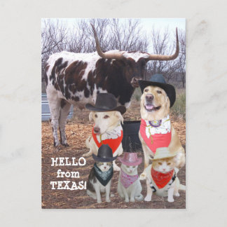Funny Cowboy Pets Hello aus Texas Postkarte