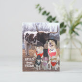 Funny Cowboy Pets Hello aus Texas Postkarte (Stehend Vorderseite)