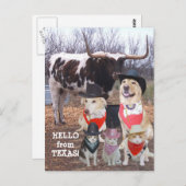 Funny Cowboy Pets Hello aus Texas Postkarte (Vorne/Hinten)