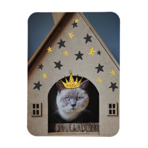 Funny Crabby Grumpy Cat Fotografie Niedlich Cat Lo Magnet