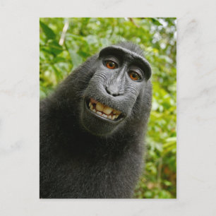 Funny Crested Monkey lächelnd Albern Selfie Postkarte