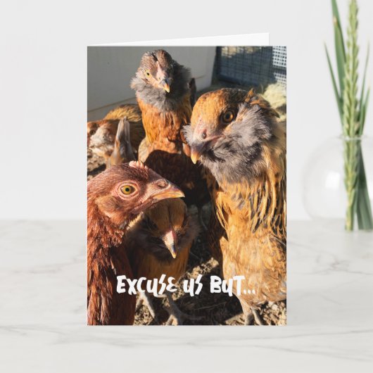 Funny Curious Amber Brown Chickens Nah-Up Foto Karte (Vorderseite)