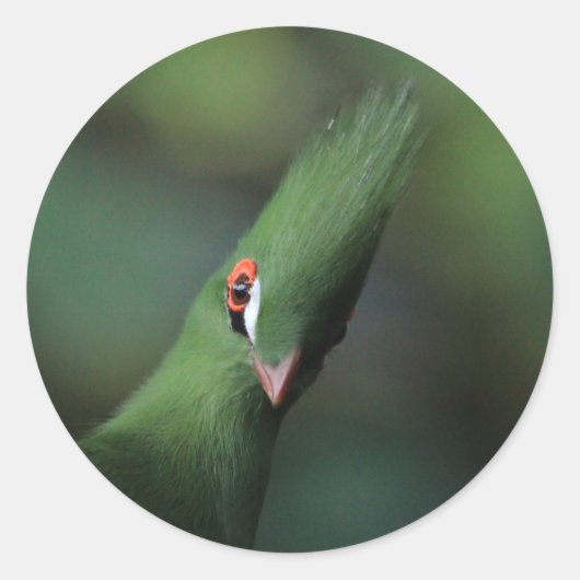 Funny Curry Guinea Turaco Green Bird Runder Aufkleber (Vorderseite)