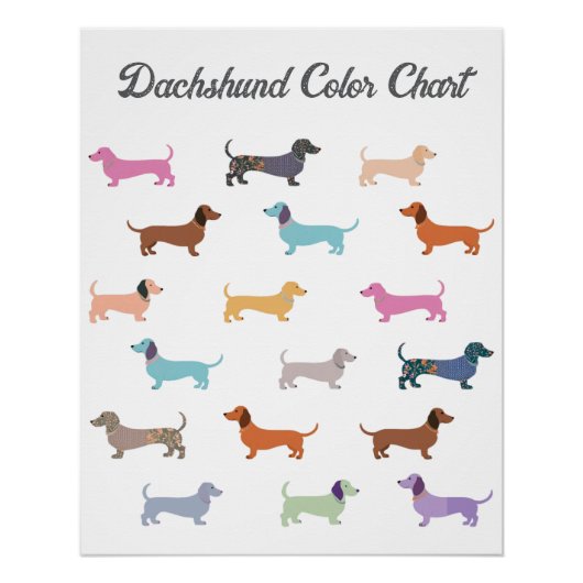 Funny Dackel Hunde Humor Farbdiagramm Poster (Vorderseite)