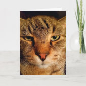 Funny Degustierter Cat Cancer Förderung Karte (Vorderseite)