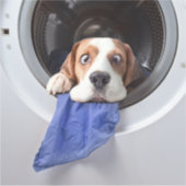 Funny dizzy beagle delicate washing aufkleber (Vorderseite)
