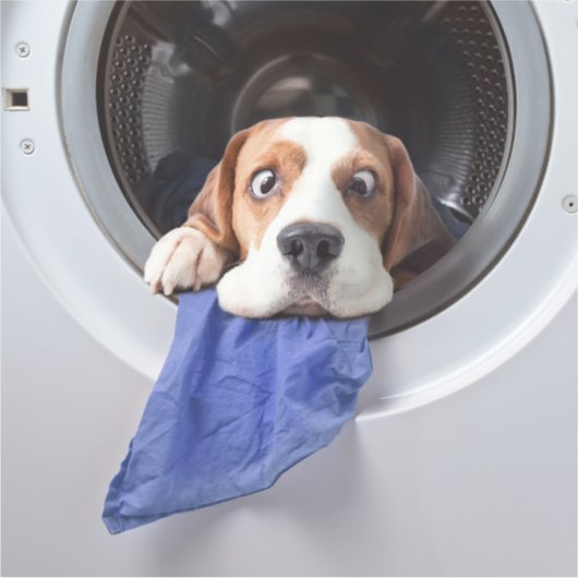 Funny dizzy beagle delicate washing aufkleber (Vorderseite)