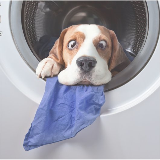 Funny dizzy beagle delicate washing aufkleber (Vorderseite)