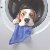 Funny dizzy beagle delicate washing aufkleber (Vorderseite)
