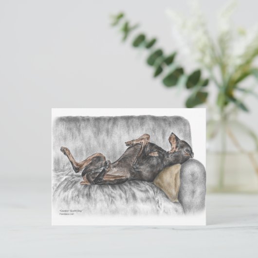 Funny Doberman on Sofa Postkarte (Stehend Vorderseite)
