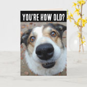 FUNNY DOG BIRTHDAY ÄLTERE Grußkarten Karte (Gelbe Blume)